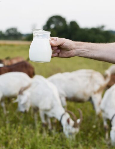 close-up-milk-from-goats