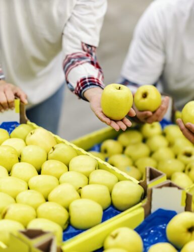 Workers arranging apples in crates in fruit production factory.
